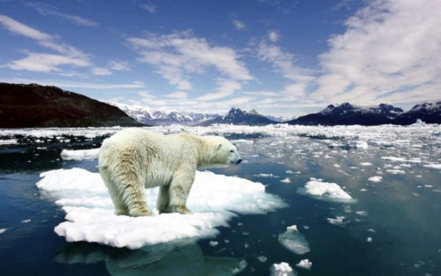 ذوبان الجليد وتأثيره على الحياة البرية