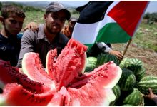البطيخ فلسطين