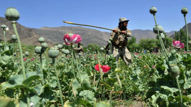 زراعة الخشخاش في أفغانستان